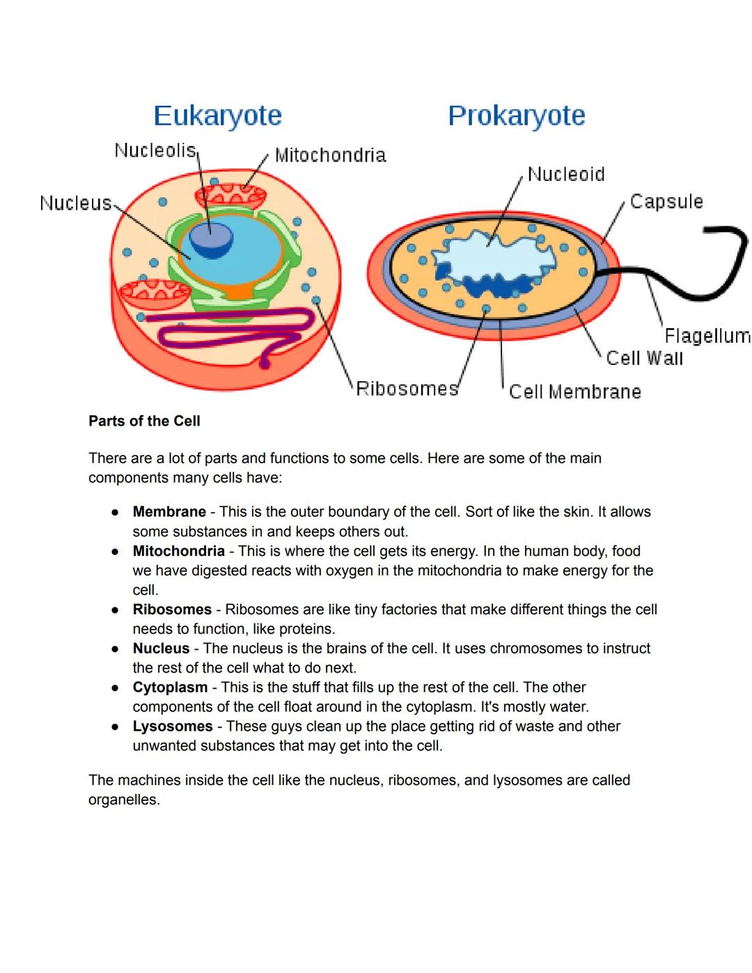 Eukaryote
Nucleolis,
Mitochondria
Nucleus-
Prokaryote
Nucleoid
Capsule
Flagellum
Cell Wall
Ribosomes
Cell Membrane
Parts of the Cell
There a