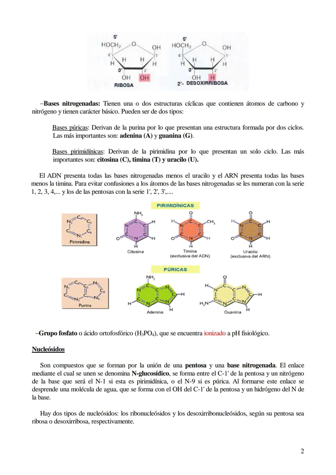 # TEMA 6: ÁCIDOS NUCLEICOS

1. Ácidos nucleicos: Concepto y composición. Nucleósidos y nucleótidos.
2. Ácido desoxirribonucleico (ADN): Comp