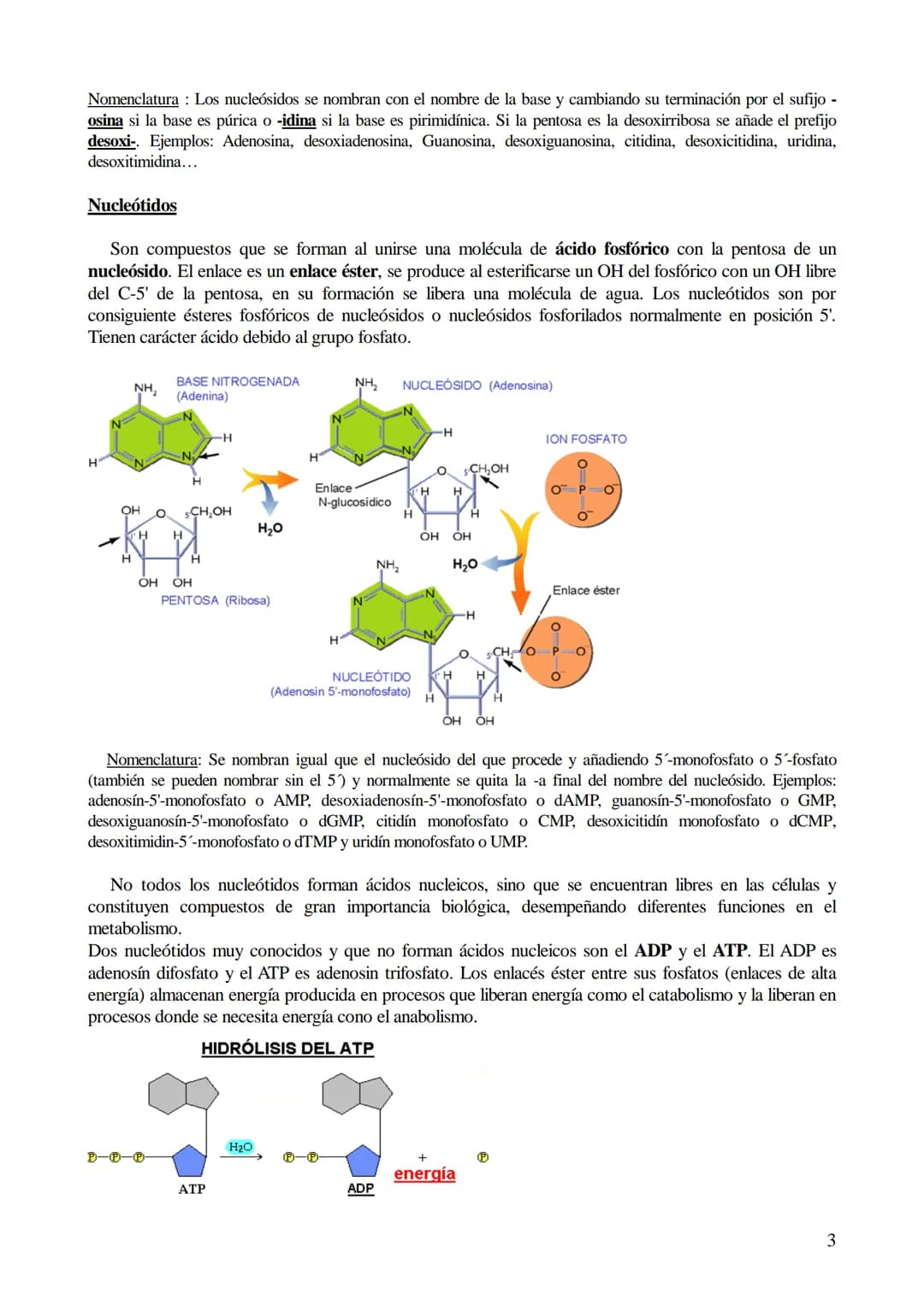 # TEMA 6: ÁCIDOS NUCLEICOS

1. Ácidos nucleicos: Concepto y composición. Nucleósidos y nucleótidos.
2. Ácido desoxirribonucleico (ADN): Comp