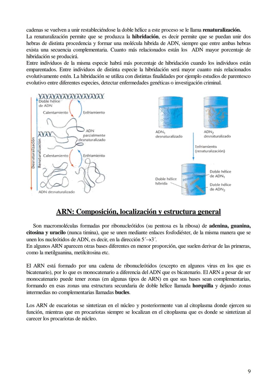 # TEMA 6: ÁCIDOS NUCLEICOS

1. Ácidos nucleicos: Concepto y composición. Nucleósidos y nucleótidos.
2. Ácido desoxirribonucleico (ADN): Comp