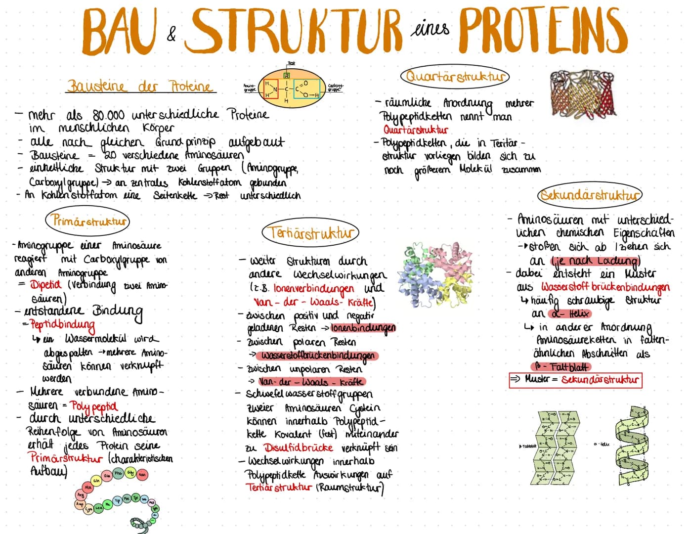 # BAU & STRUKTUR sizes PROTEINS

Bausteine der Proteine

Amino-
gruppe

Carboxy

mehr als 80.000 unterschiedliche Proteine
im menschlichen K