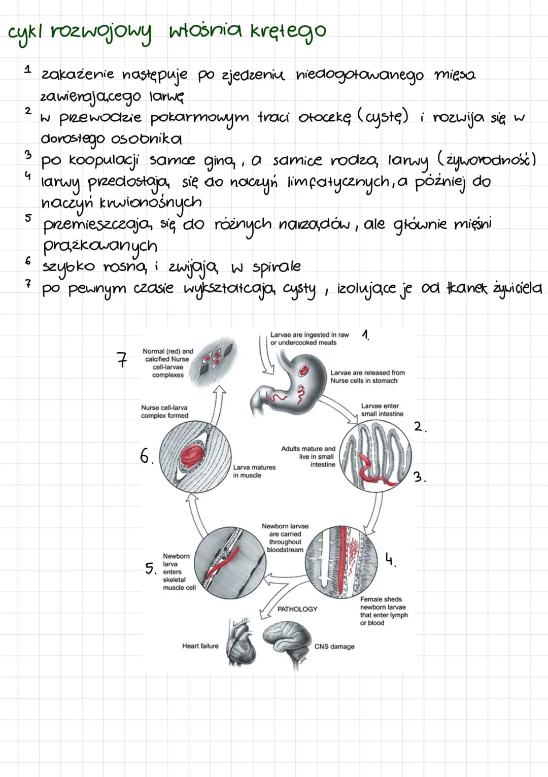 
<p>Nicienie są to pasożytnicze glisty ludzkie, które należą do grupy nicieni glebowych. Mają wydłużony kształt ciała i brak odnóży, przy sy