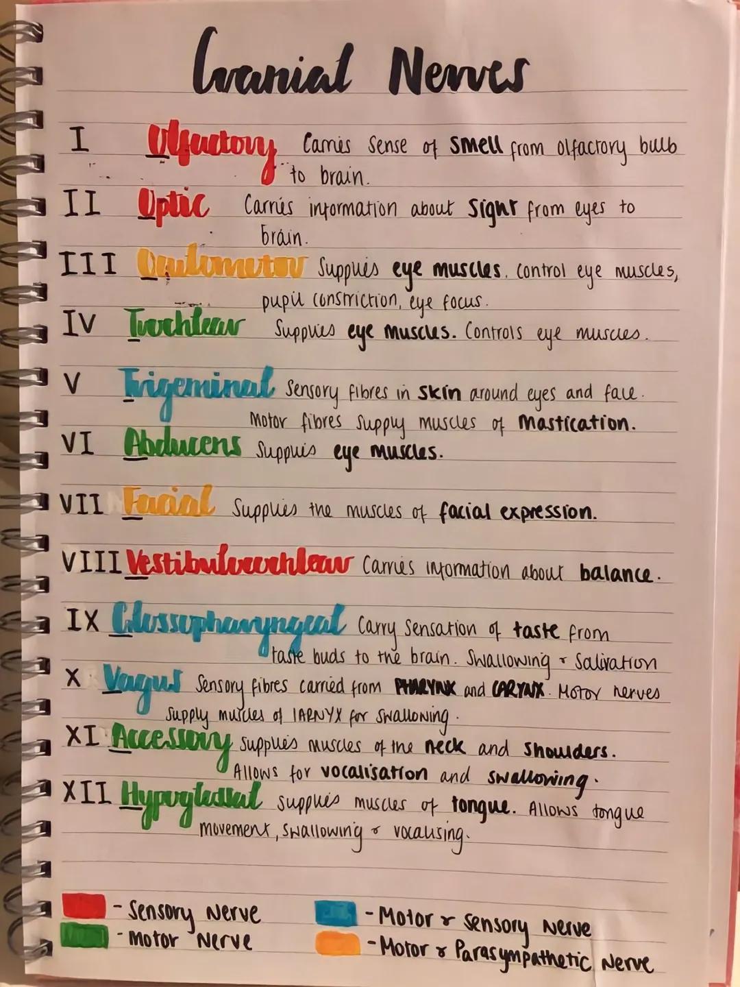 # Cranial Nerves

I Olfactory Cames sense of smell from olfactory bulb
to brain.

II Optic Carrés information about Sight from eyes to
brain
