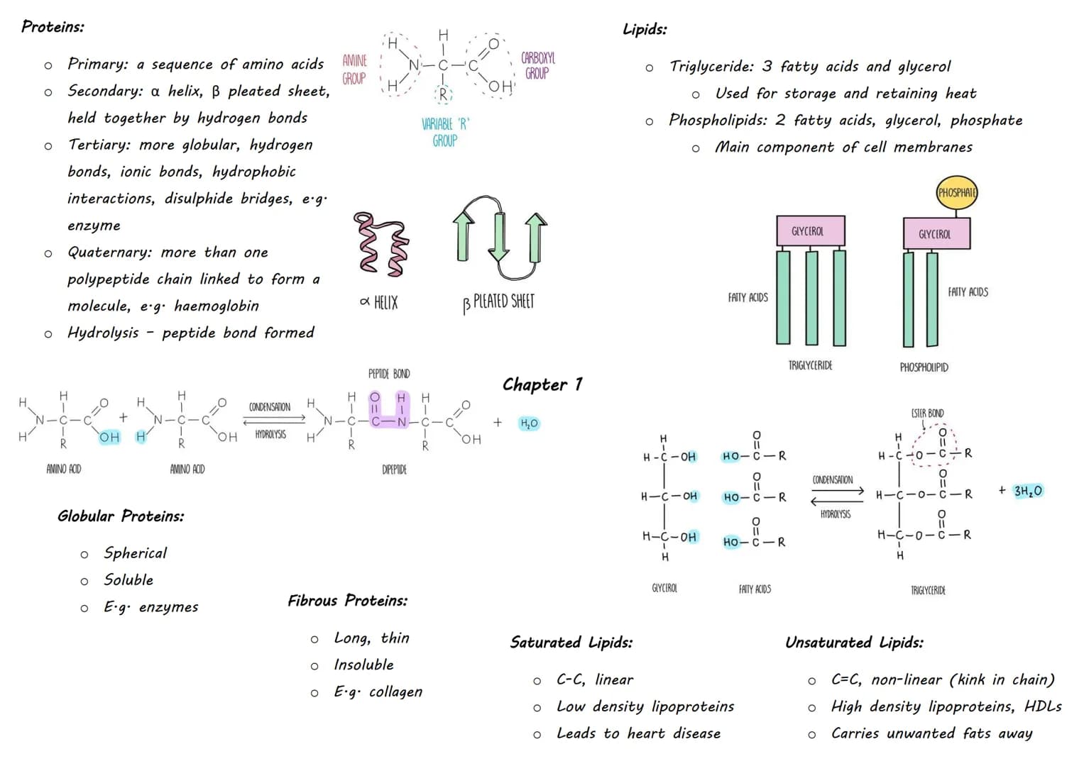 | Inorganic Molecule | Animal Importance | Plant Importance |
|---|---|---|
| Magnesium | Bones | Chlorophyll (no growth) |
| Iron |  | Haem