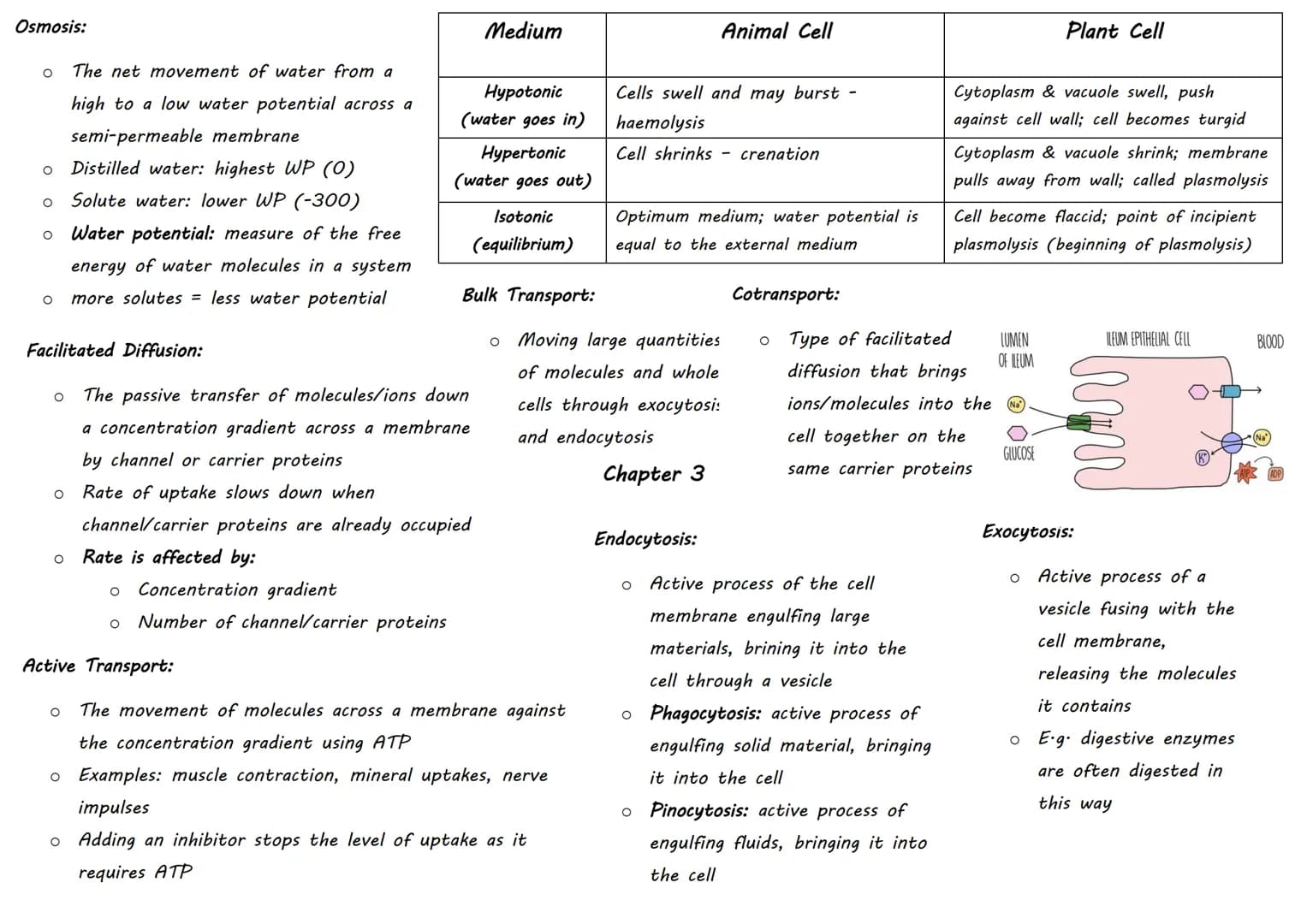 | Inorganic Molecule | Animal Importance | Plant Importance |
|---|---|---|
| Magnesium | Bones | Chlorophyll (no growth) |
| Iron |  | Haem
