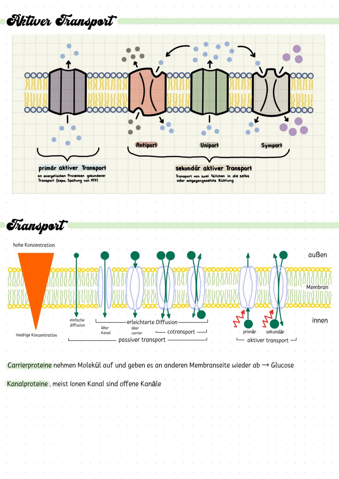 # Biologie Klausur

## Diffusion

Diffusion ist der ohne äußere Einwirkung eintretende Ausgleich von Konzentrationsunterschieden in
Flüssigk