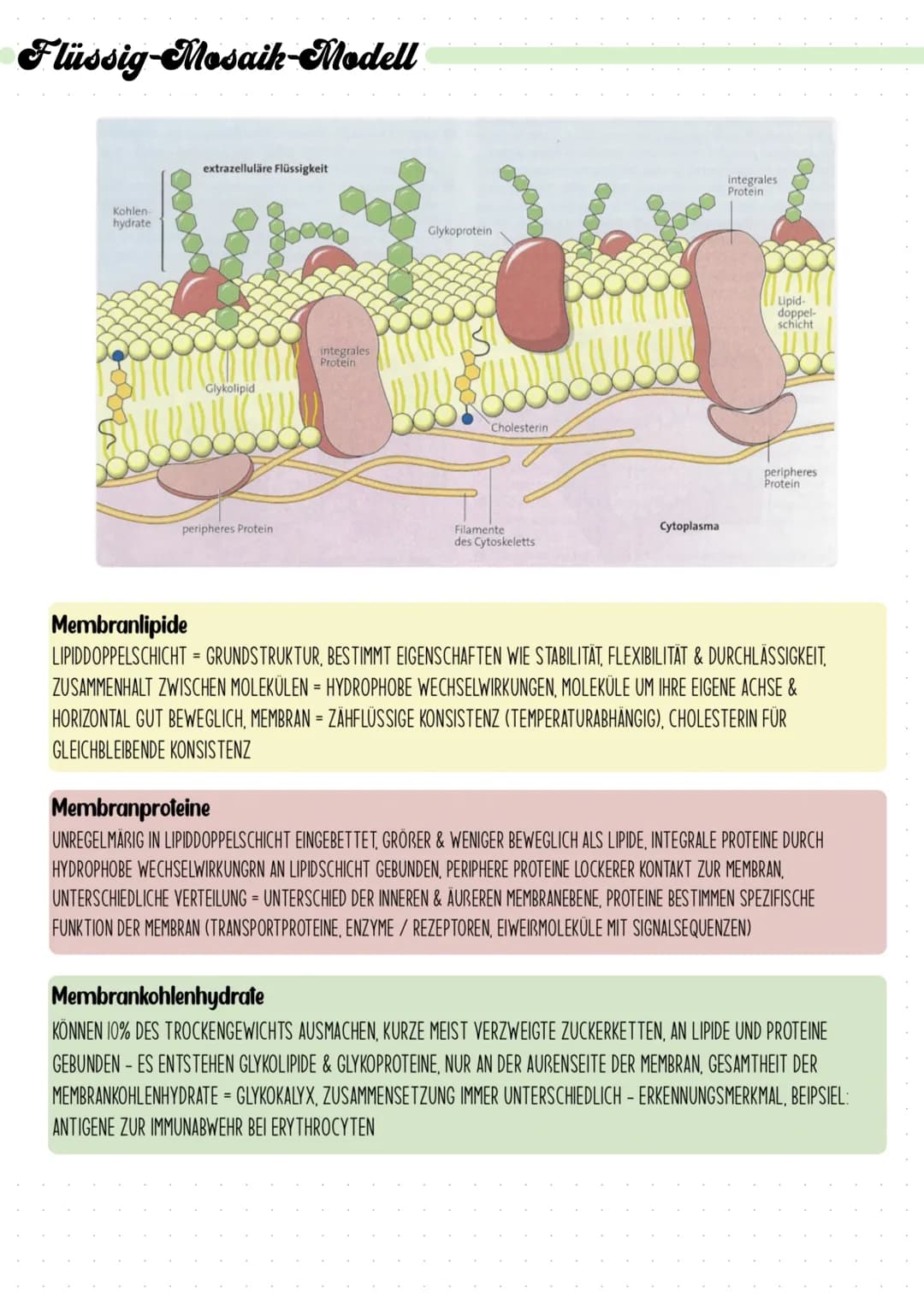 # Biologie Klausur

## Diffusion

Diffusion ist der ohne äußere Einwirkung eintretende Ausgleich von Konzentrationsunterschieden in
Flüssigk