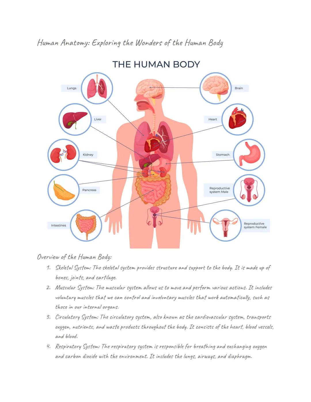 Human Anatomy: Exploring the Wonders of the Human Body

Intestines

Lungs

Kidney

Liver

THE HUMAN BODY

Heart

Stomach

Pancreas

Reproduc