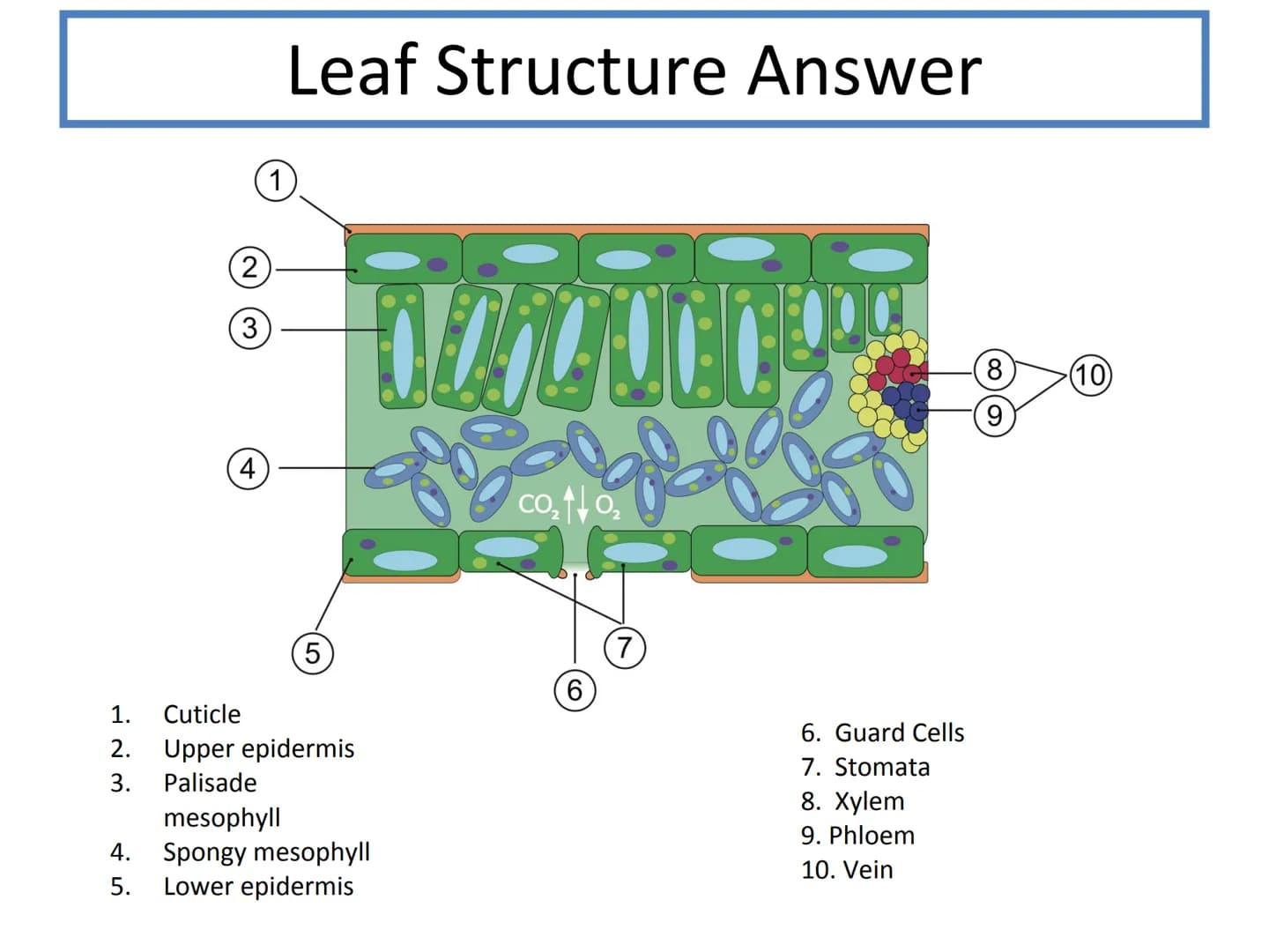 # N5 Unit 2 KA5

# Transport In Plants # N5 biology course

1. Cell Biology
2. Multicellular Organisms
3. Life on Earth Unit 2 – Multicellul