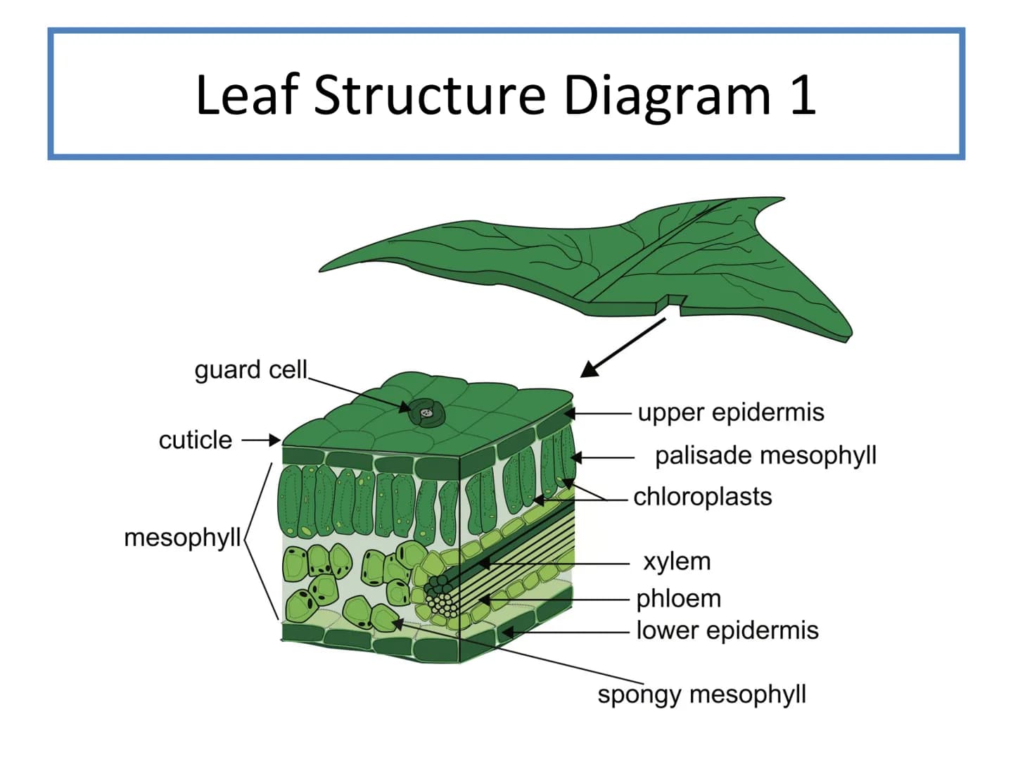 # N5 Unit 2 KA5

# Transport In Plants # N5 biology course

1. Cell Biology
2. Multicellular Organisms
3. Life on Earth Unit 2 – Multicellul