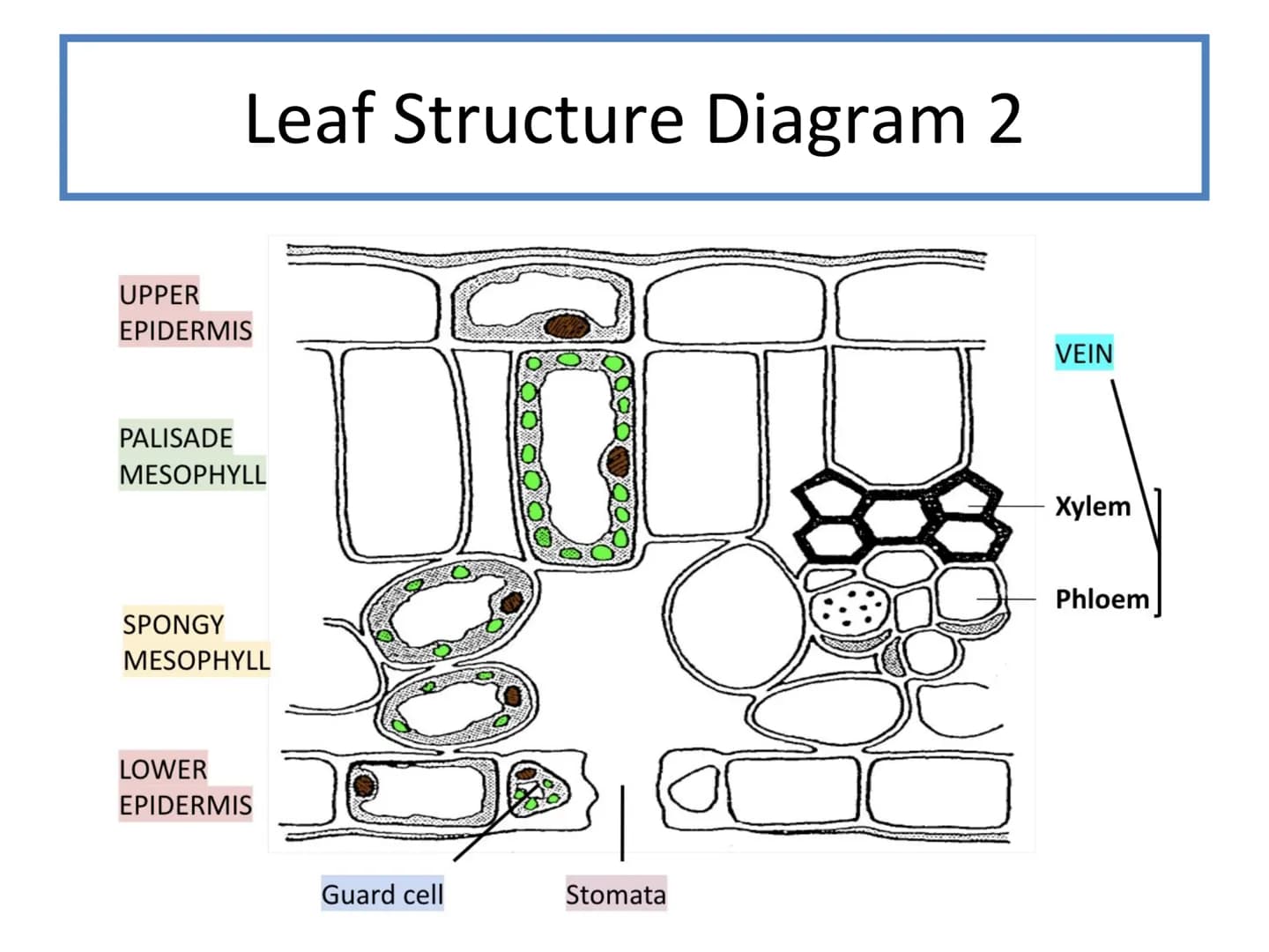 # N5 Unit 2 KA5

# Transport In Plants # N5 biology course

1. Cell Biology
2. Multicellular Organisms
3. Life on Earth Unit 2 – Multicellul