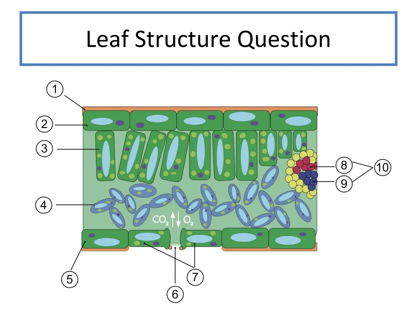 # N5 Unit 2 KA5

# Transport In Plants # N5 biology course

1. Cell Biology
2. Multicellular Organisms
3. Life on Earth Unit 2 – Multicellul