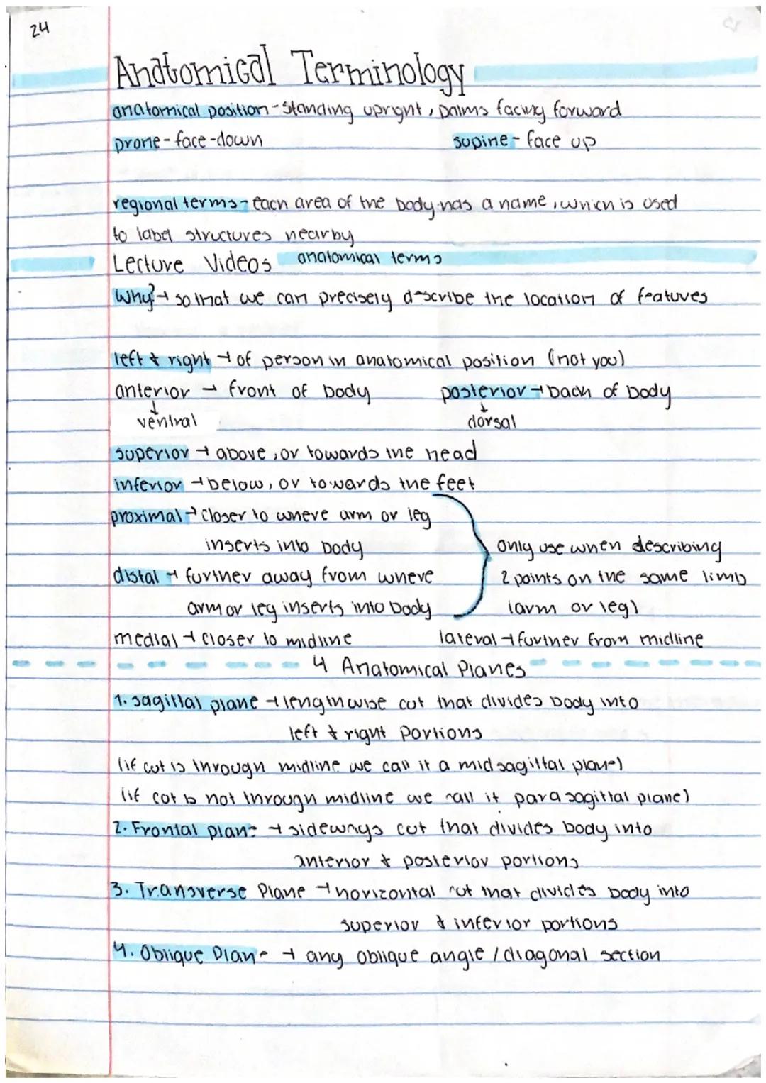 24
# Anatomical Terminology
anatomical position-standing upright, Daims facing forward
prone-face-down
supine-face up

regional terms-each a