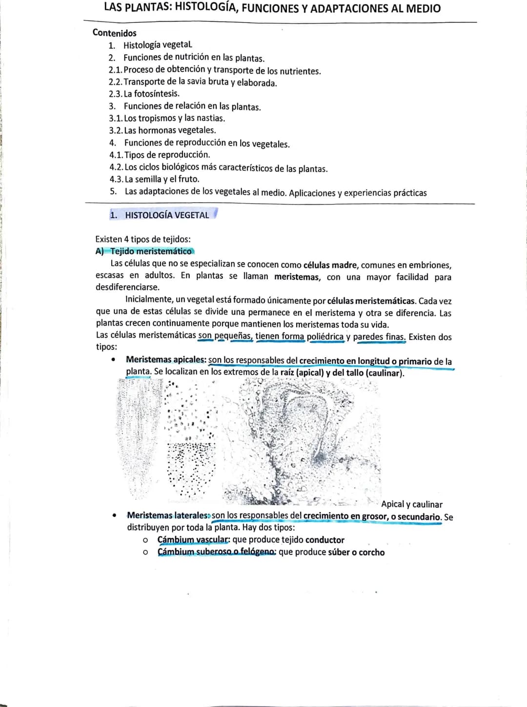 # LAS PLANTAS: HISTOLOGÍA, FUNCIONES Y ADAPTACIONES AL MEDIO

Contenidos
1. Histología vegetal
2. Funciones de nutrición en las plantas.
2.1