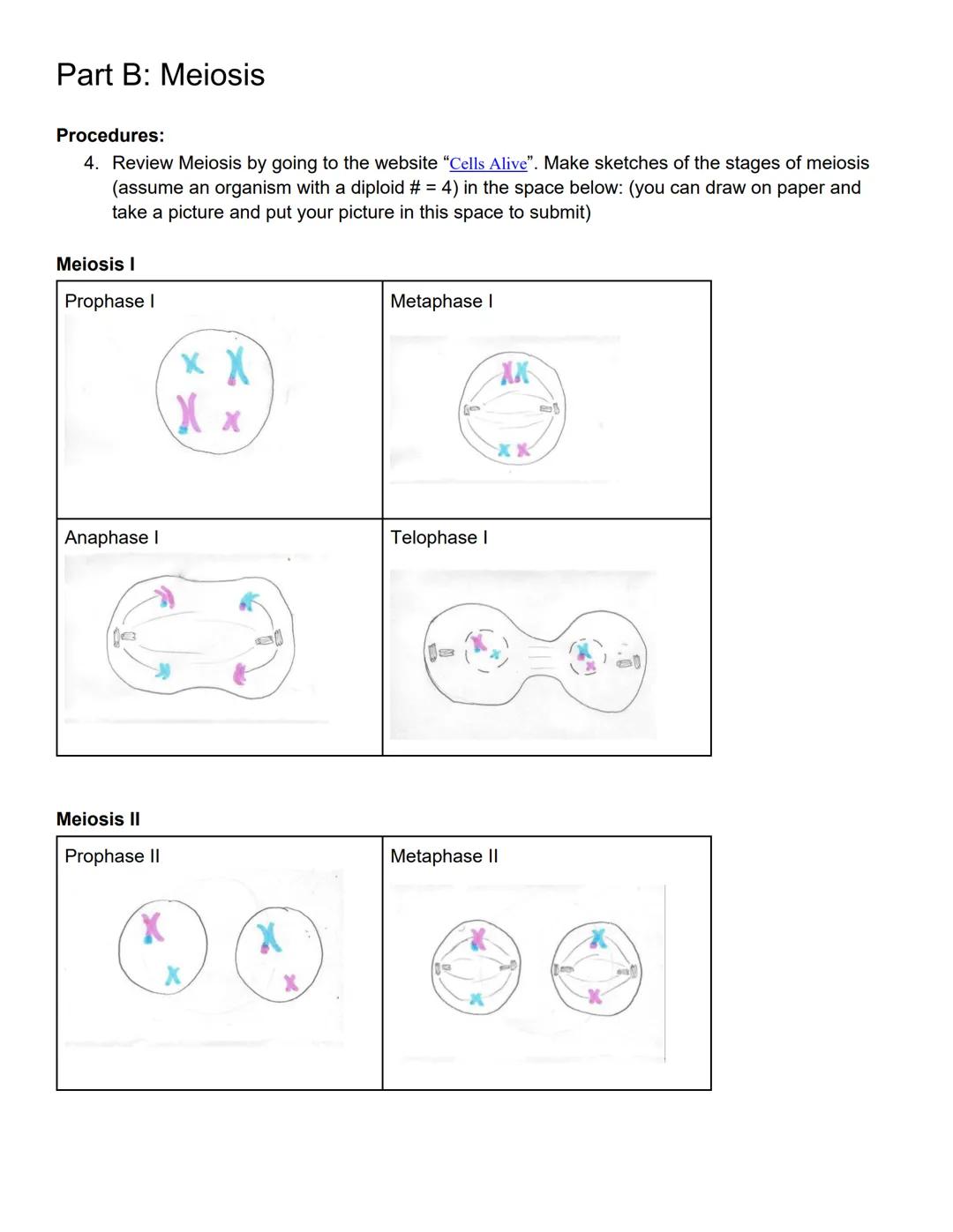 # Lab 10 Mitosis and Meiosis

Lab Outcomes

Define mitosis and meiosis and relate these processes to growth, repair, and reproduction in org