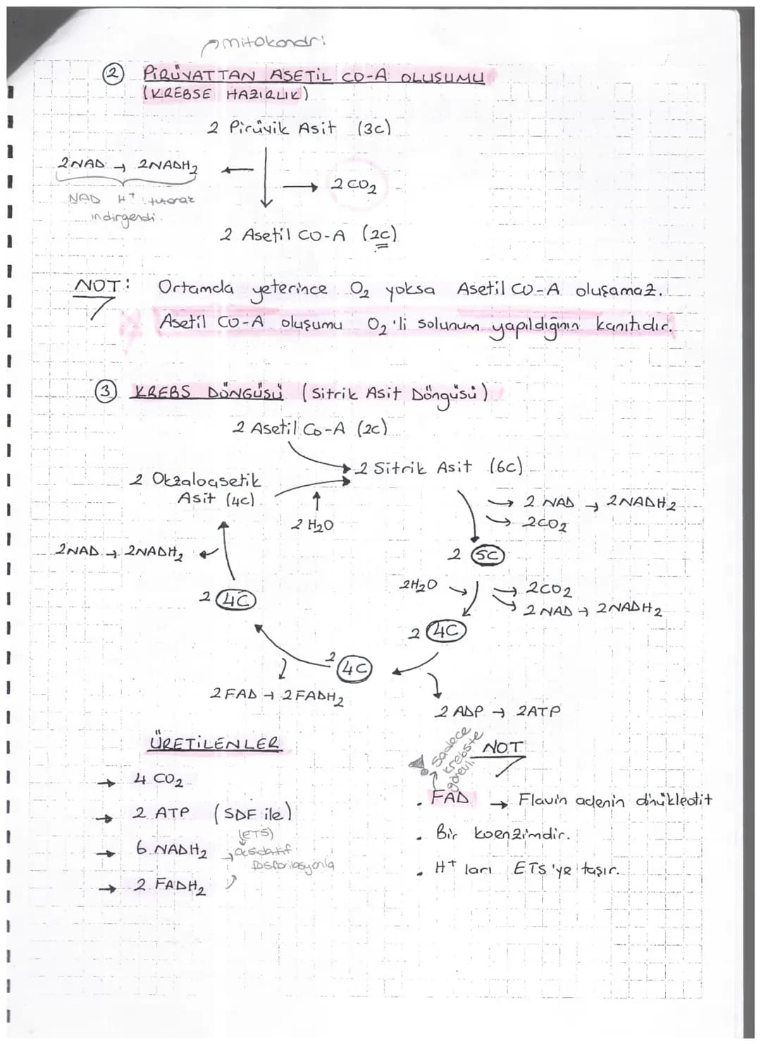 7
*-Organik
dönüşmesidir.

HÜCRESEL SOLUNUM

maddelerderi amyasal bağ enerjisini kullanılabilir. ATP enerjisine

Solunum

Oksijenli
(Aeorob)