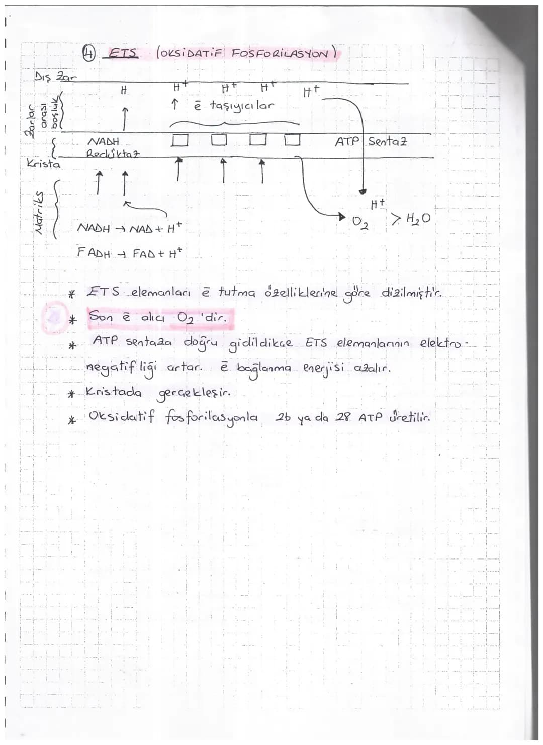 7
*-Organik
dönüşmesidir.

HÜCRESEL SOLUNUM

maddelerderi amyasal bağ enerjisini kullanılabilir. ATP enerjisine

Solunum

Oksijenli
(Aeorob)