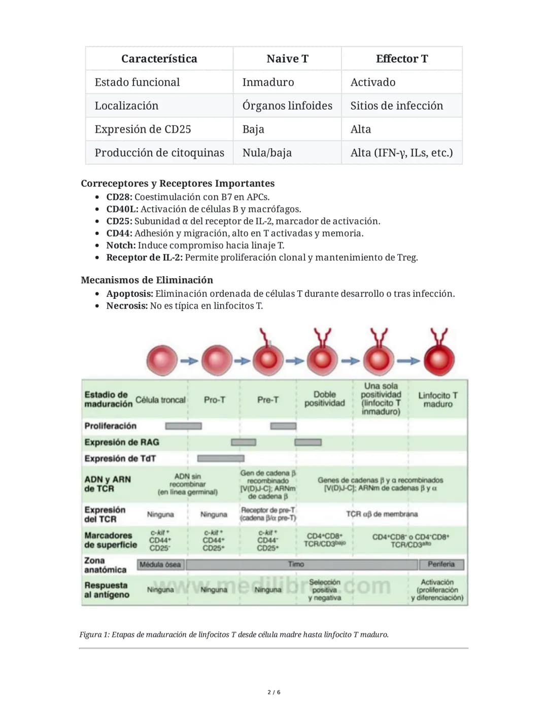 LINFOCITOS T
1. Ontogenia y Desarrollo de las Células T
El desarrollo de los linfocitos T inicia en la médula ósea con células madre
hematop