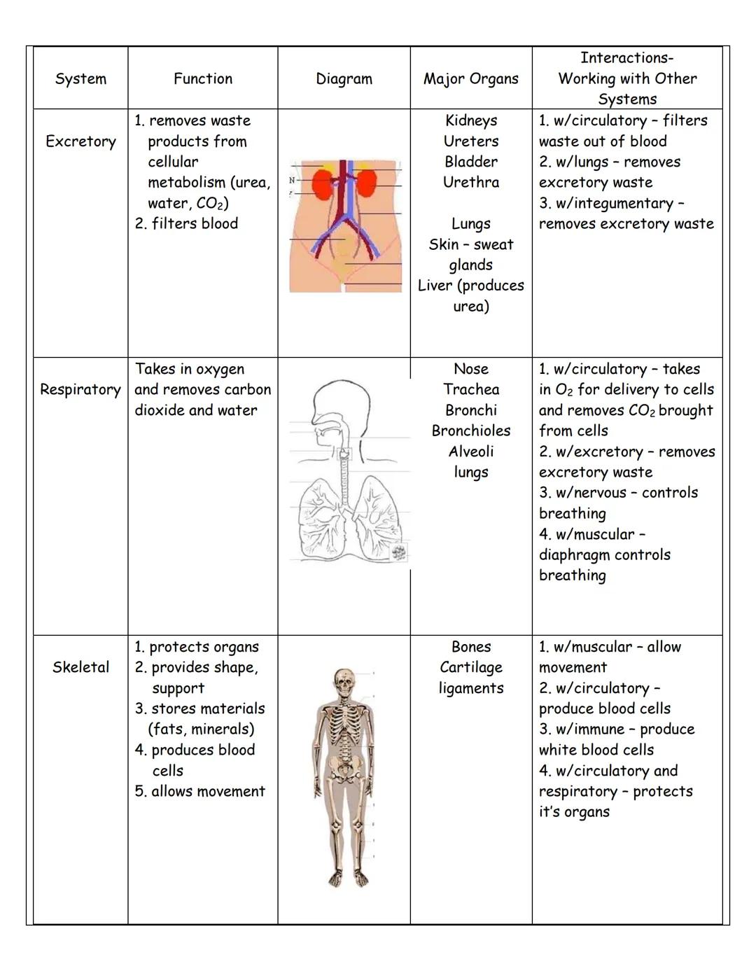 Name
Period
Date

# THE HUMAN BODY SYSTEMS

| System | Function | Diagram | Major Organs | Interactions-
Working with Other
Systems |
| --- 
