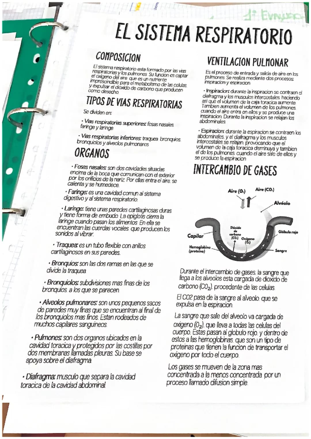 # EL SISTEMA RESPIRATORIO

COMPOSICION

El sistema respiratorio esta formado por las vias
respiratorias y los pulmones Su funcion es captar
