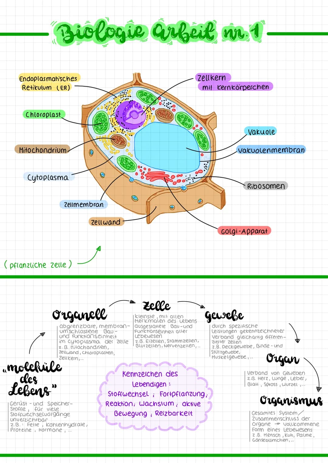 # Biologie Arbeit nr. 1

Endoplasmatisches
Retikulum (ER)

Chloroplast

Mitochondrium

Cytoplasma

Zellmembran

Zellwand

(pflanzliche zelle