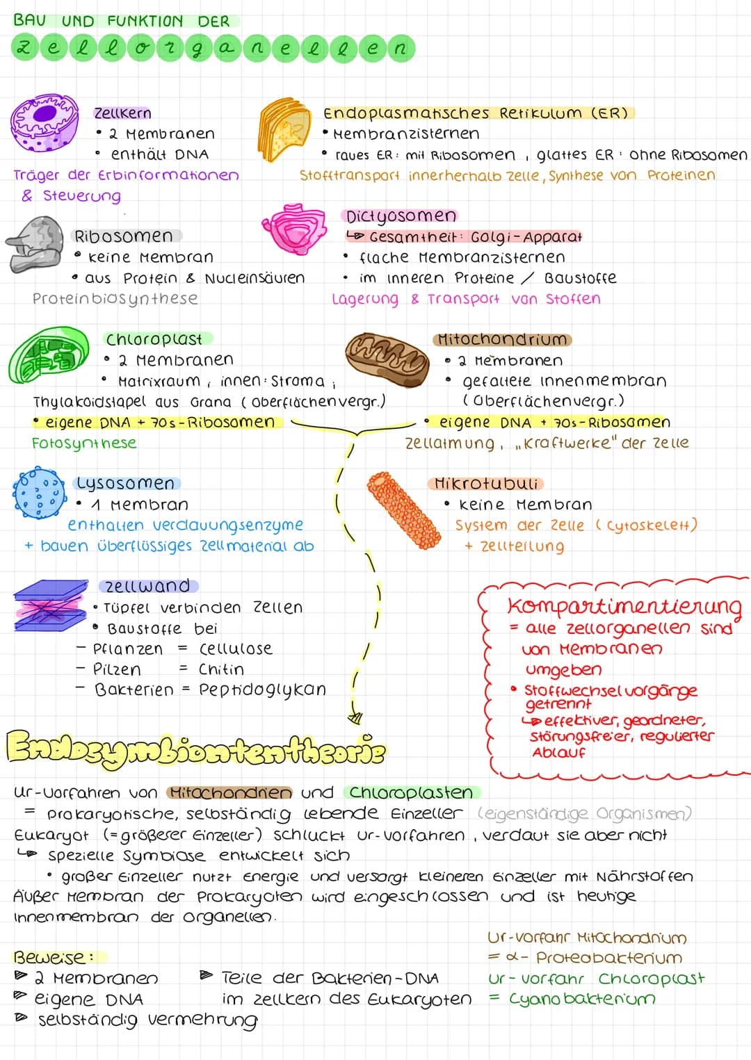 # Biologie Arbeit nr. 1

Endoplasmatisches
Retikulum (ER)

Chloroplast

Mitochondrium

Cytoplasma

Zellmembran

Zellwand

(pflanzliche zelle
