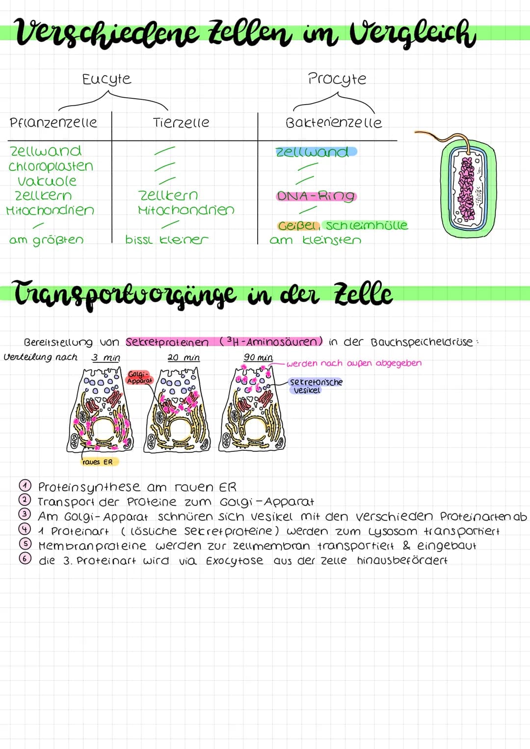 # Biologie Arbeit nr. 1

Endoplasmatisches
Retikulum (ER)

Chloroplast

Mitochondrium

Cytoplasma

Zellmembran

Zellwand

(pflanzliche zelle