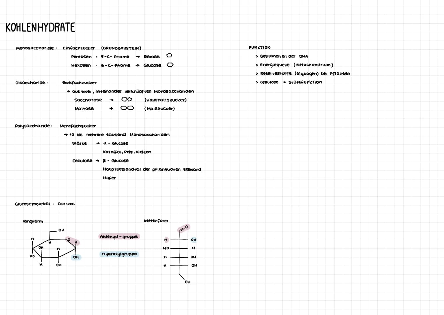 # KOHLENHYDRATE

Monosaccharide: Einfachzucker (GRUNDBAUSTEIN)

Pentosen 5-C-Atome → Ribose

Hexosen 6-C-Atome → Glucose

Disaccharide: Zwei