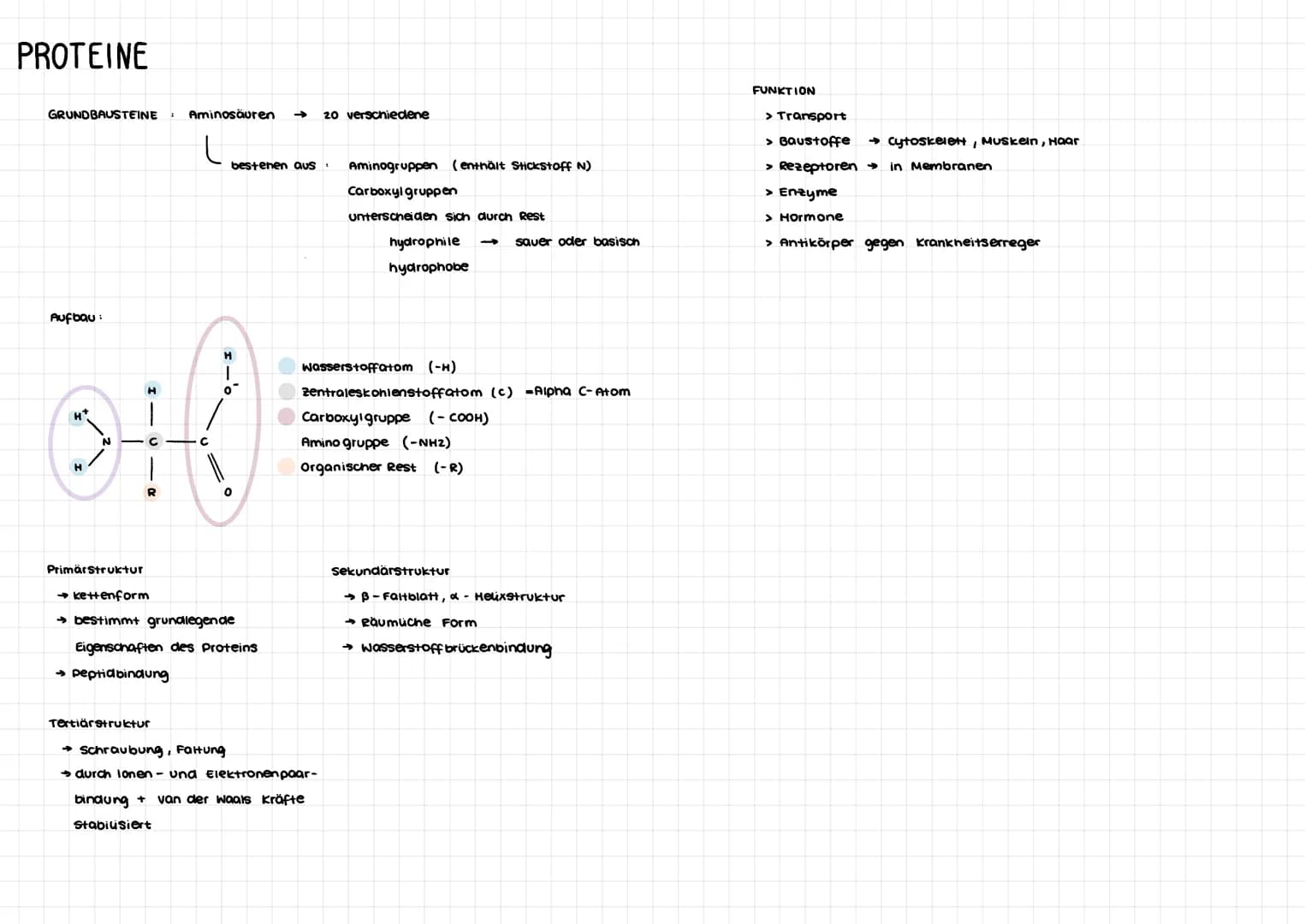 # KOHLENHYDRATE

Monosaccharide: Einfachzucker (GRUNDBAUSTEIN)

Pentosen 5-C-Atome → Ribose

Hexosen 6-C-Atome → Glucose

Disaccharide: Zwei