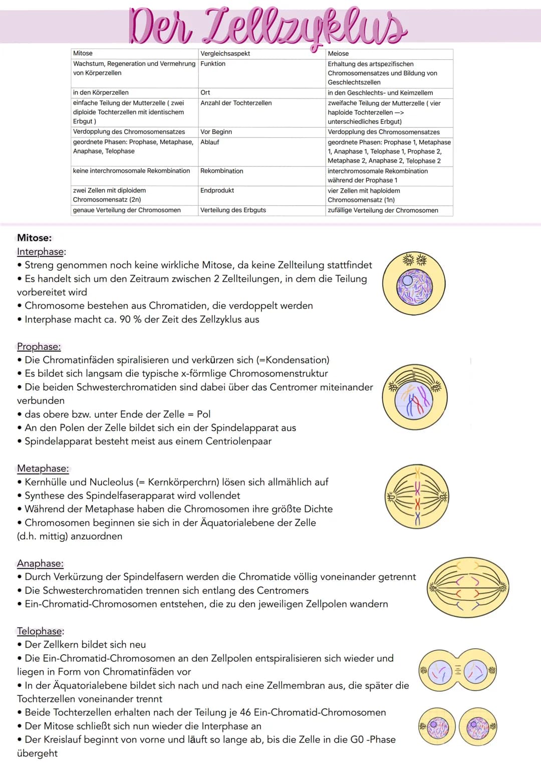 # Der Zellzyklus

Mitose:

| Vergleichsaspekt | Meiose |
| ----------- | ----------- |
| Wachstum, Regeneration und Vermehrung von Körperzel