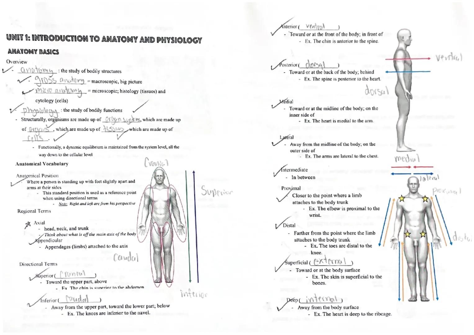 # UNIT 1: INTRODUCTION TO ANATOMY AND PHYSIOLOGY

ANATOMY BASICS

Overview

✓ anatomy: the study of bodily structures

✓. gross anatory - ma