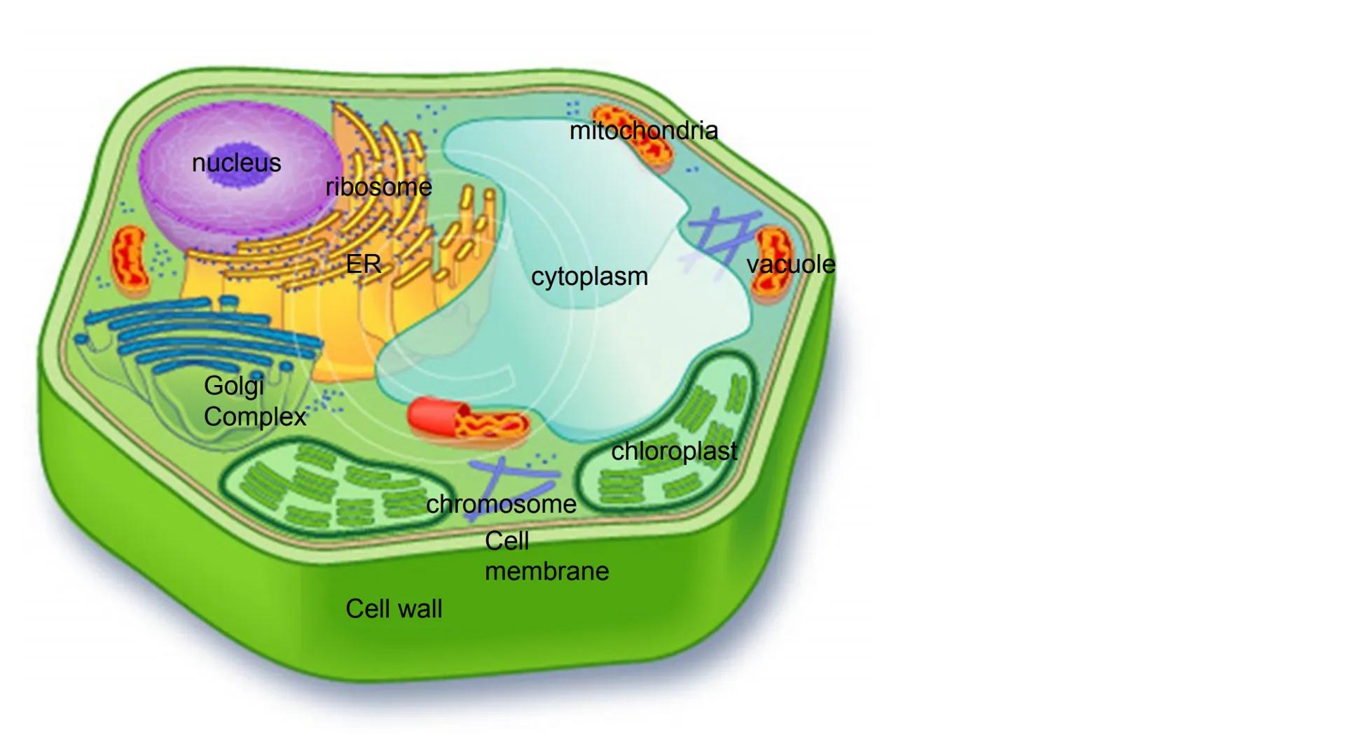nucleus
Golgi
Complex
ribosome
::
mitochondria
ER
vacuole
cytoplasm
chromosome
Cell
membrane
chloroplast
Cell wall Cell membrane
Lets some t