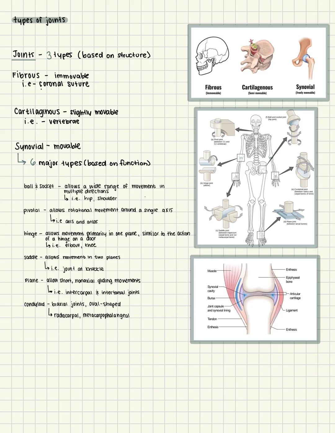 # types of joints

Joints - 3 types (based on structure)

Fibrous - immovable
i.e-coronal suture

Cartilaginous - slightly movable
i.e. - ve