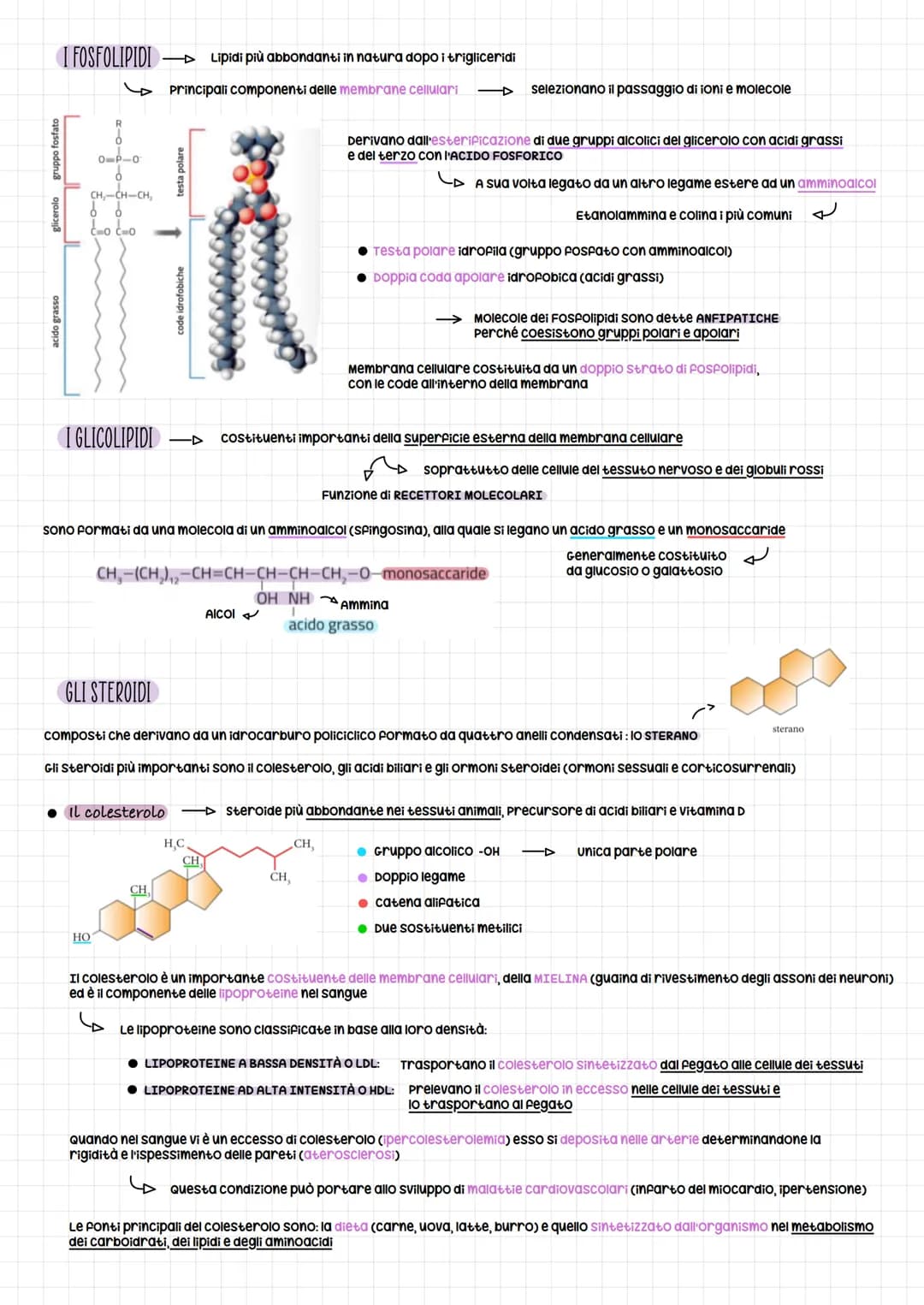 # I lipidi

LIPIDI SAPONIFICABILI E NON SAPONIFICABILI

I lipidi possono essere distinti in due grandi gruppi:

*   Lipidi SAPONIFICABILIO C