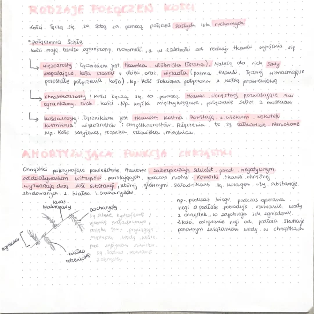 
<h3>Połączenia ścisłe kości</h3>
<p>Kości tarczają się. Połączenia ścisłe kości mają bardzo ograniczoną ruchomość. W zależności od rodzaju,