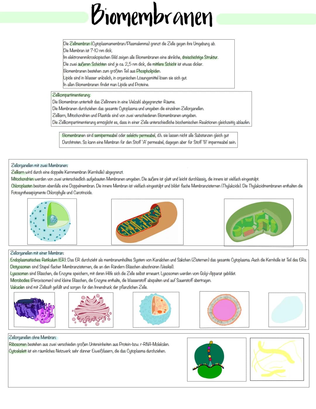 Zellbiologie # Pflanzliche- und Tierische Zelle

Zellorganelle

| Organell    | Tierzelle | Pflanzenzelle | Funktion                        