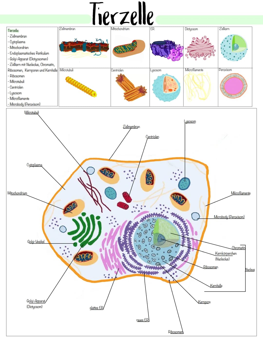 Zellbiologie # Pflanzliche- und Tierische Zelle

Zellorganelle

| Organell    | Tierzelle | Pflanzenzelle | Funktion                        