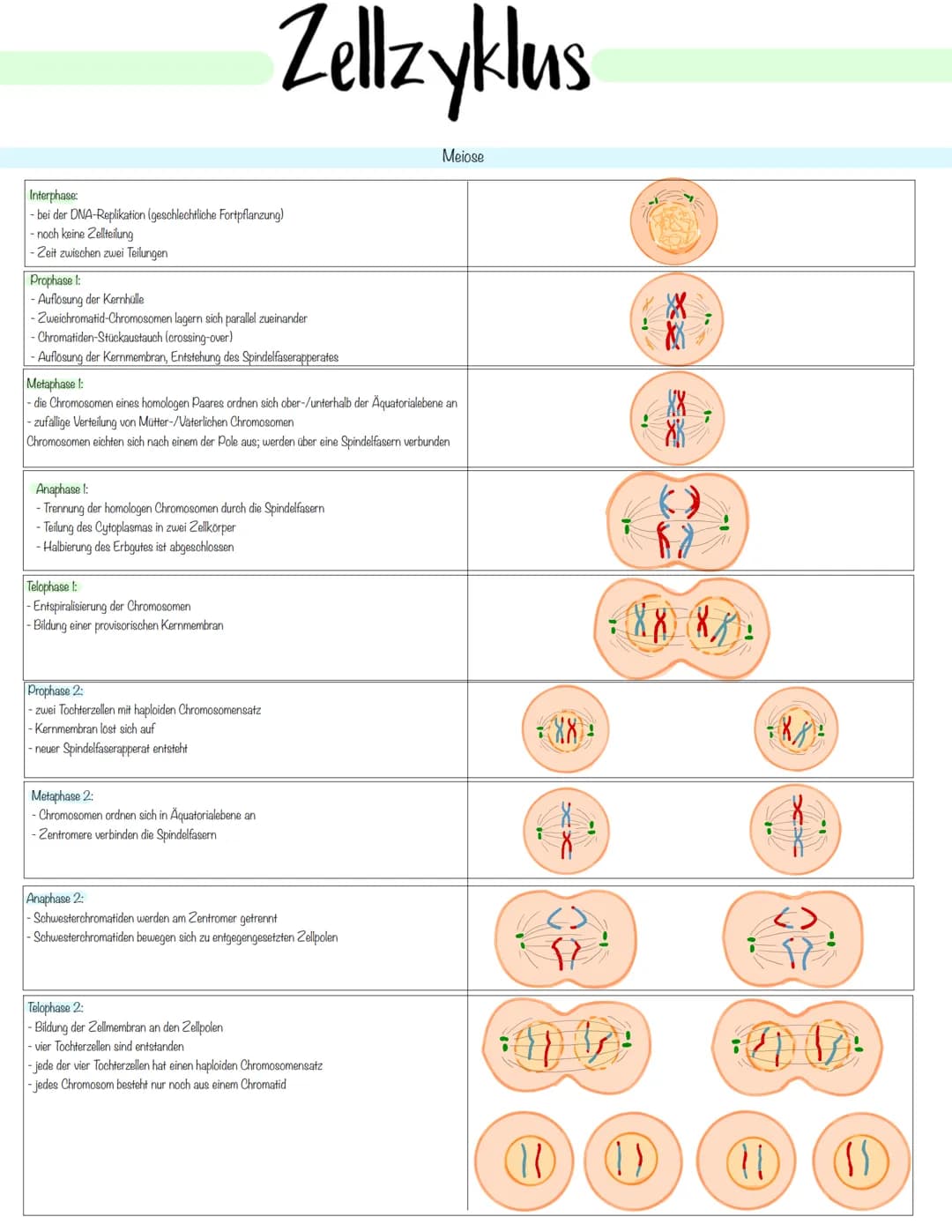 Zellbiologie # Pflanzliche- und Tierische Zelle

Zellorganelle

| Organell    | Tierzelle | Pflanzenzelle | Funktion                        