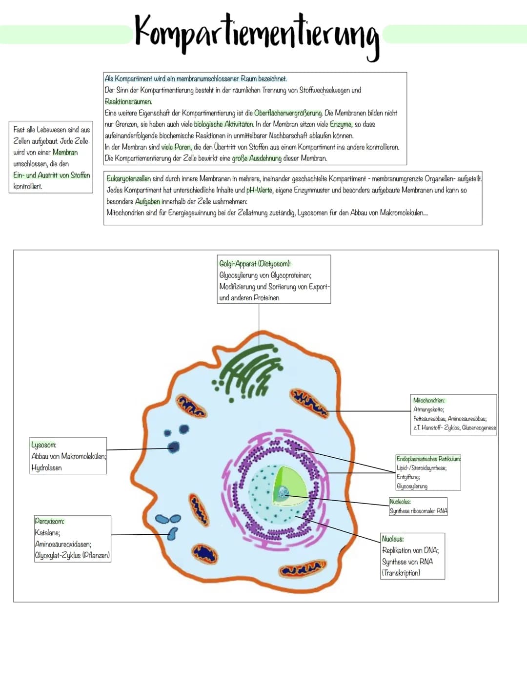 Zellbiologie # Pflanzliche- und Tierische Zelle

Zellorganelle

| Organell    | Tierzelle | Pflanzenzelle | Funktion                        