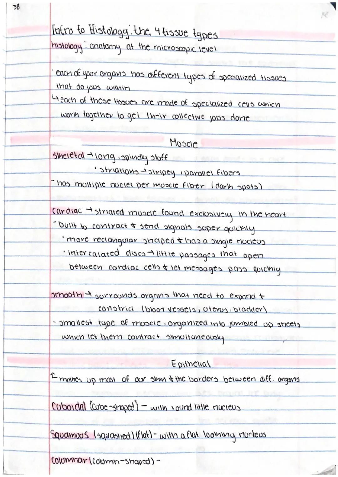 38

Intro to Histology. the 4 tissue types
histology: anatomy at the microscopic level

each of your organs has different types of specializ