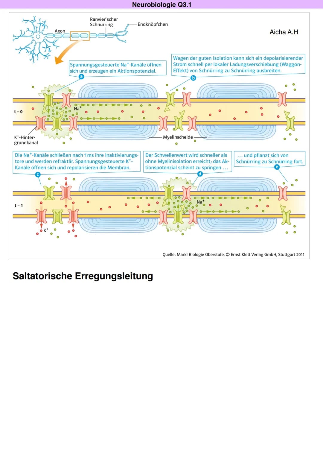 # Q3.1 Neurobiologie

Aicha A.H Neurobiologie Q3.1

Bau und Funktion der Nervenzelle

Aicha A.H

DAS NEURON (NERVENZELLE)

Motoneuron

Dentr