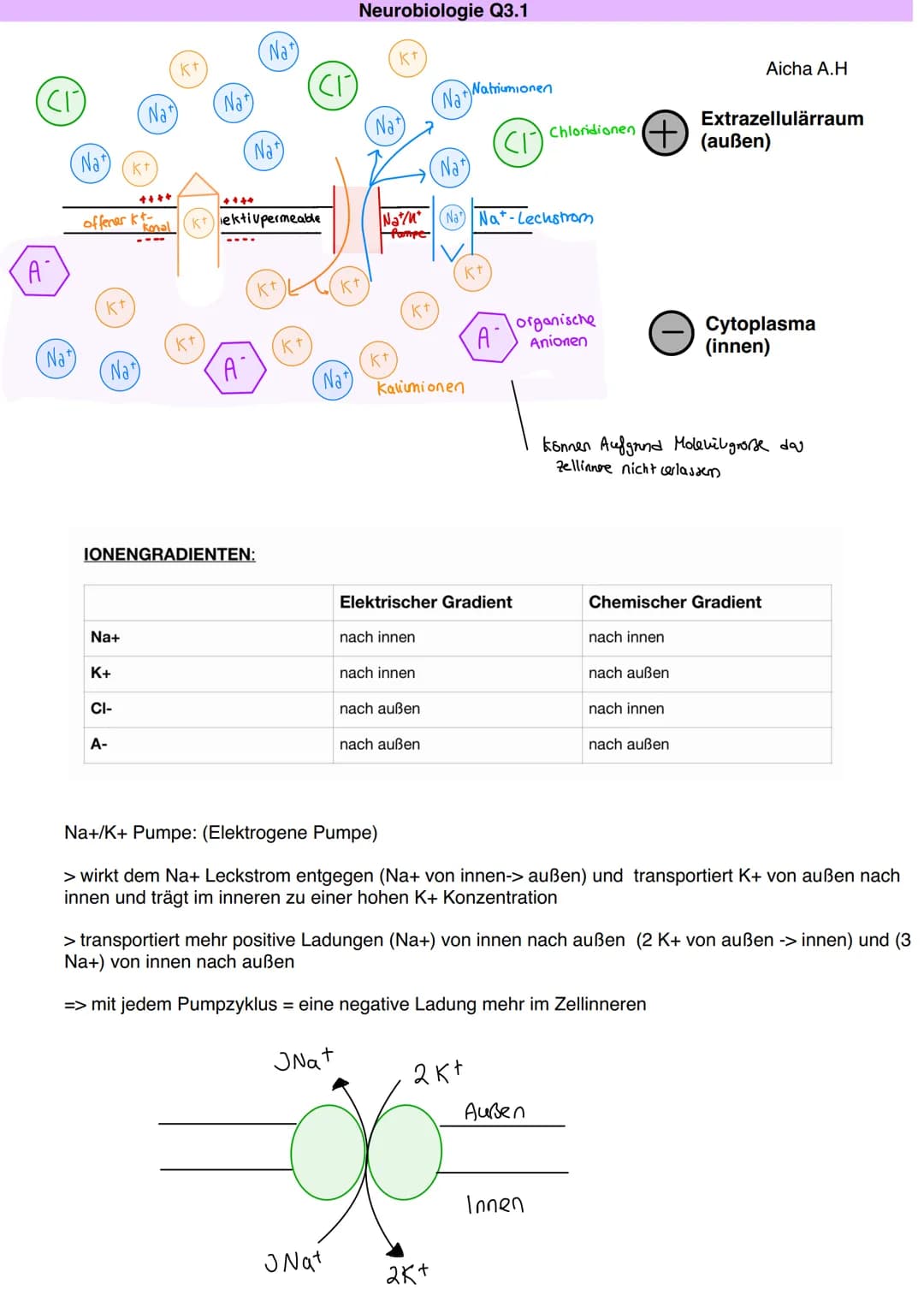 # Q3.1 Neurobiologie

Aicha A.H Neurobiologie Q3.1

Bau und Funktion der Nervenzelle

Aicha A.H

DAS NEURON (NERVENZELLE)

Motoneuron

Dentr