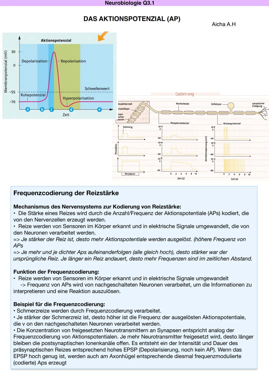 # Q3.1 Neurobiologie

Aicha A.H Neurobiologie Q3.1

Bau und Funktion der Nervenzelle

Aicha A.H

DAS NEURON (NERVENZELLE)

Motoneuron

Dentr