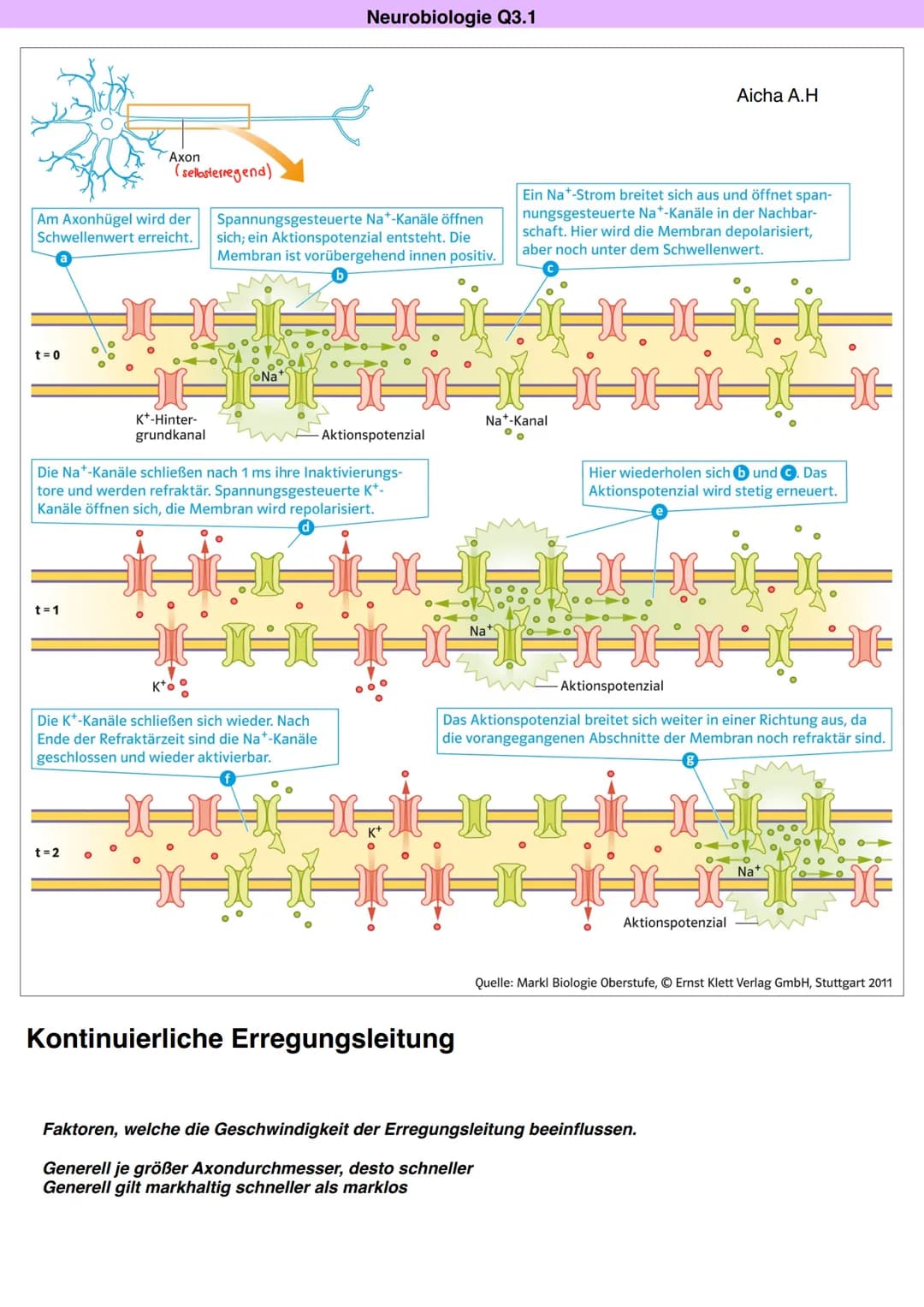 # Q3.1 Neurobiologie

Aicha A.H Neurobiologie Q3.1

Bau und Funktion der Nervenzelle

Aicha A.H

DAS NEURON (NERVENZELLE)

Motoneuron

Dentr