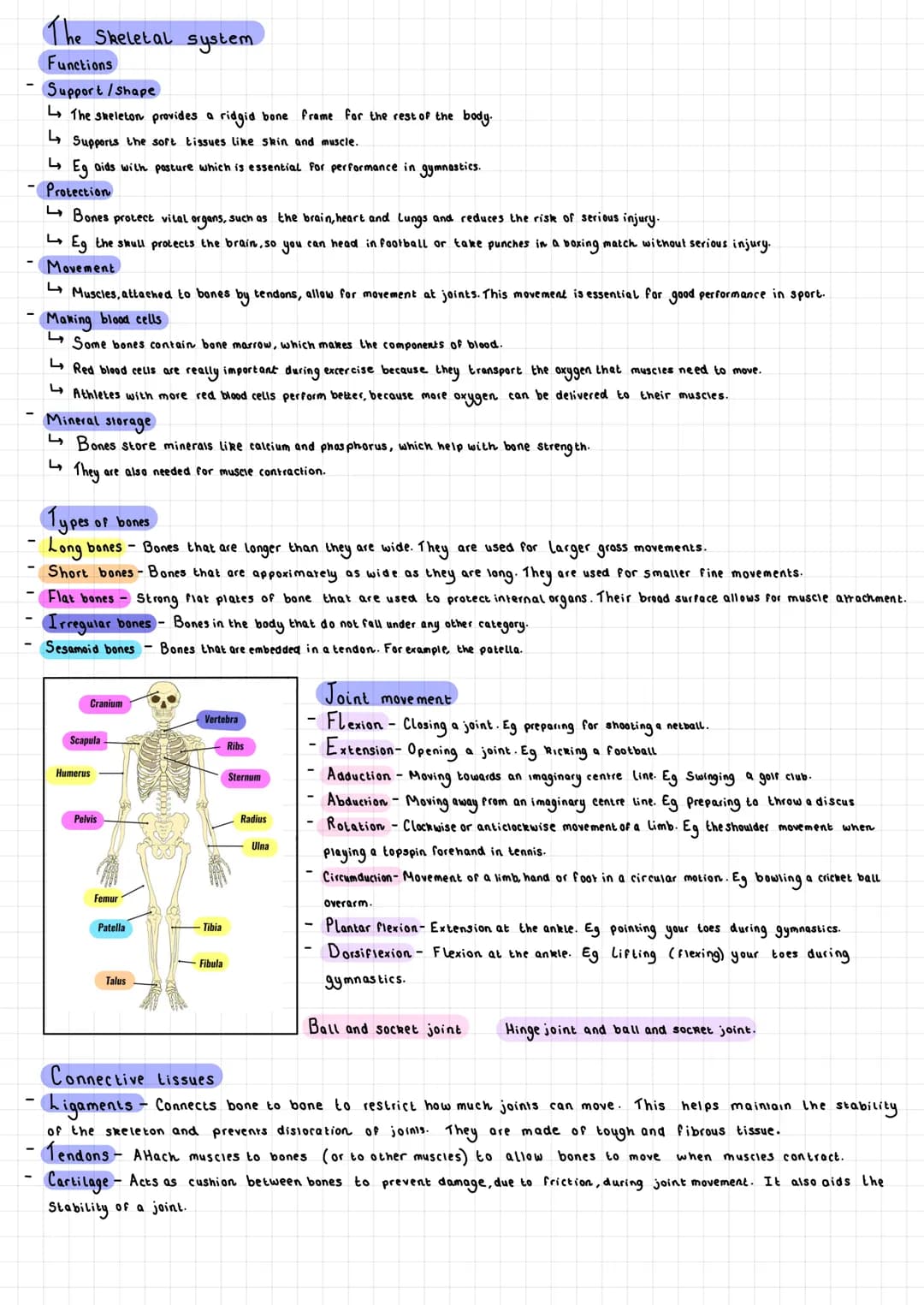 # The Skeletal system

Functions

Support/Shape

- The skeleton provides a ridgid bone frame for the rest of the body.
- L↳ Supports the sof