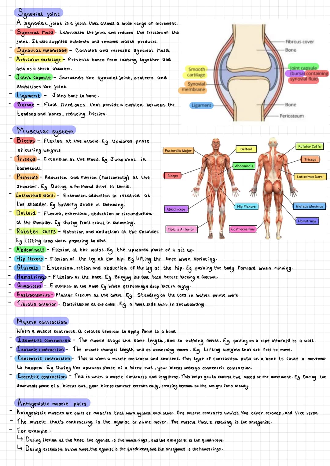 # The Skeletal system

Functions

Support/Shape

- The skeleton provides a ridgid bone frame for the rest of the body.
- L↳ Supports the sof