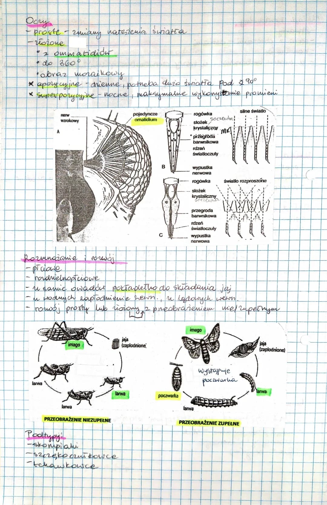 8. Stawonogi

Cechy ogólne i pokrycie cicia
- odcinki taqmy: głowa, tiów, odwłok głowotwór, odwick
- metameria heteronomiczna
- stawy
- miks