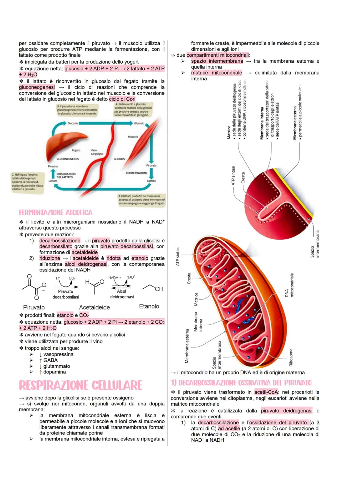 # METABOLISMO CELLULARE

LE VIE METABOLICHE

*   al metabolismo energetico partecipano milioni di reazioni che
    svolgono tre funzioni pri
