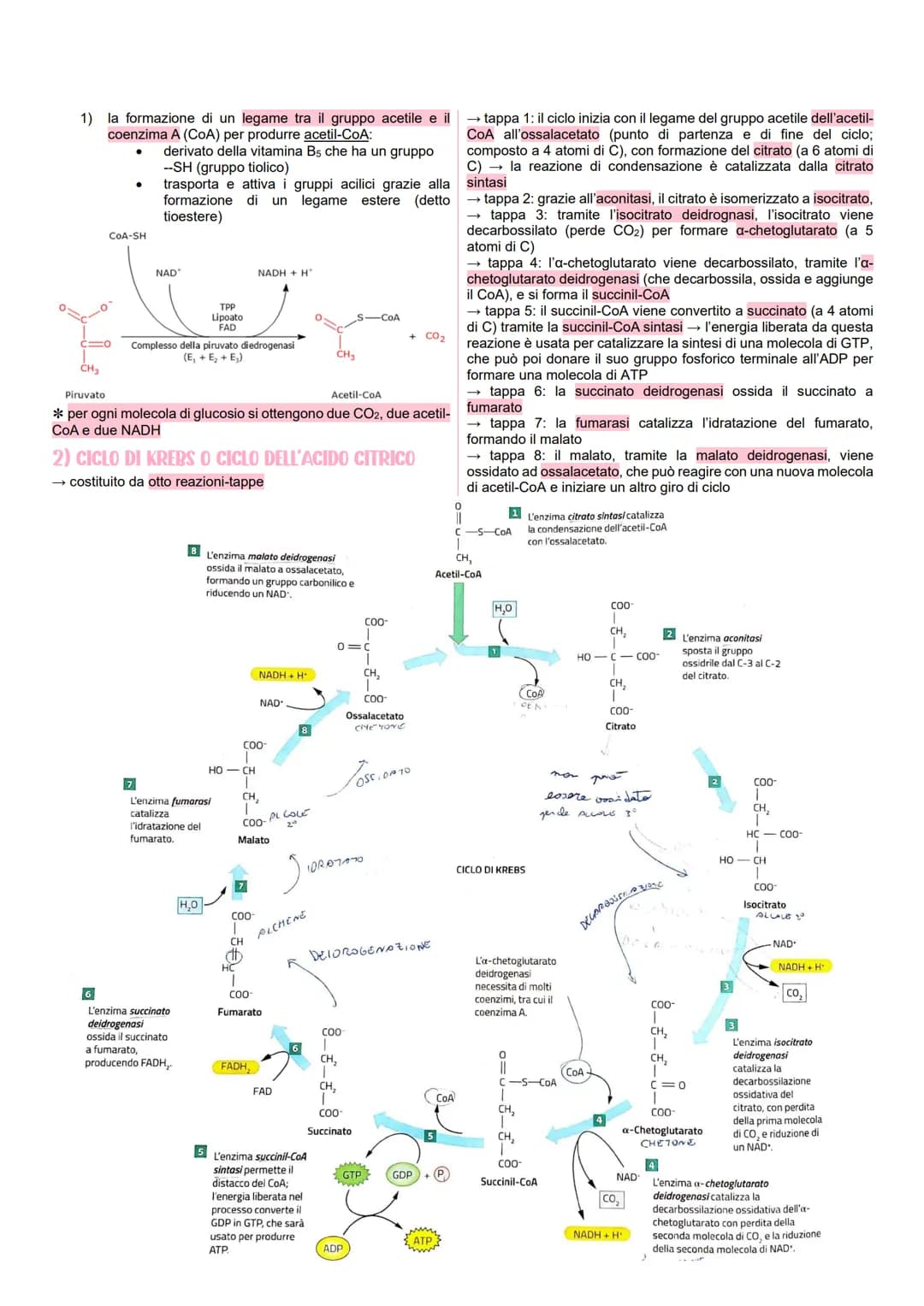 # METABOLISMO CELLULARE

LE VIE METABOLICHE

*   al metabolismo energetico partecipano milioni di reazioni che
    svolgono tre funzioni pri