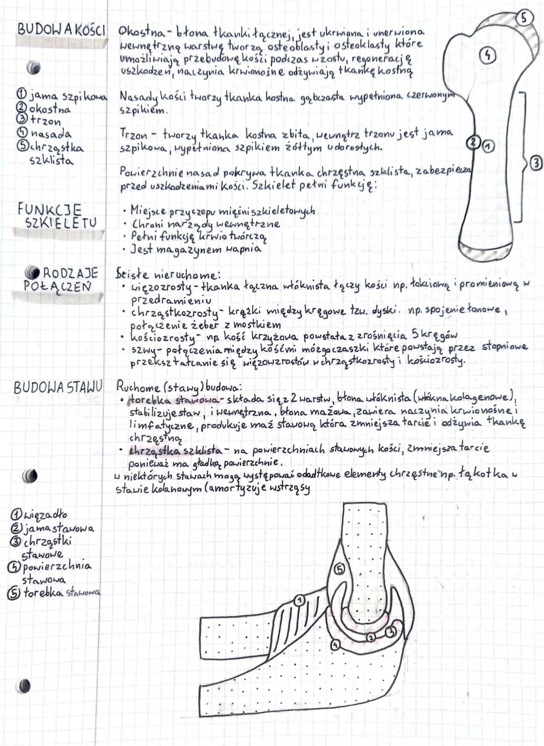 5
BUDOWA
AKOŚCI Okostna błona tkanki łącznej, jest ukrwiona i unerwiona
wewnętrzną ętrzną warstwę tworzą osteoblasty i osteoklasty które
umo